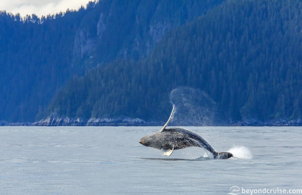 Humpback whale breaching, Alaska